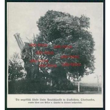 Ausschnitt von 1913 -  Linde in Staffelstein