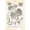 Botanische Tafel LINDE 1890 Original-Holzstich #1 small image