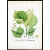 1860 DIETRICH - FORSTPFLANZEN Großblättrige Linde – Tilia grandifolia #125 #1 small image