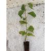 Tilia platyphyllos (Sommer-Linde) - Pflanze