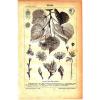 1880 BOTANICAL TREE LINDE LINDEN SEEDS Antique Lithograph Print #1 small image