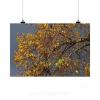 Stunning Poster Wall Art Decor Autumn Autumn Mood Linde Emerge 36x24 Inches #2 small image