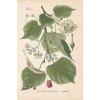 Tilia cordata Steinlinde Linde THOME Lithographie von 1886 small-leaved lime #1 small image