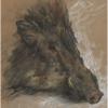 Hermann Linde * 1863: Indian wild boar. Watercolor. Dholpur / India 1894 #3 small image