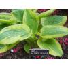 HENS &#039;n CHICKS Plant ID Labels Engraved Plastic choose 41 varieties Sempervivum #3 small image