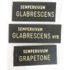 HENS &#039;n CHICKS Plant ID Labels Engraved Plastic choose 41 varieties Sempervivum #14 small image