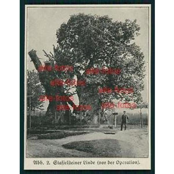 Ausschnitt von ca 1915 -  Staffelsteiner Linde #1 image