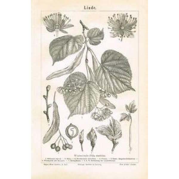 Botanische Tafel LINDE 1890 Original-Holzstich #1 image