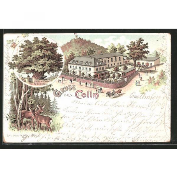 schöne Lithographie Collm, Gasthaus zum Collm, Linde 1899 #1 image