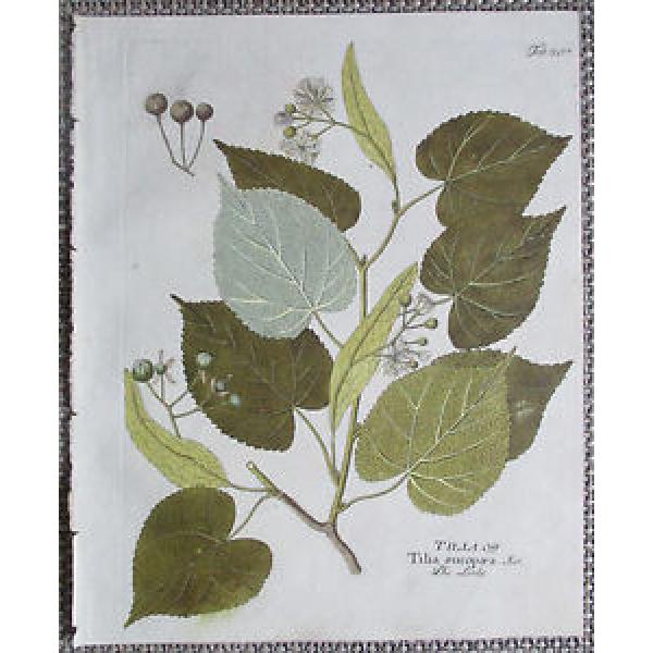 Vietz Icones Plantarum Kolor. Kupferstich Botanik Linde - 1800 #1 image
