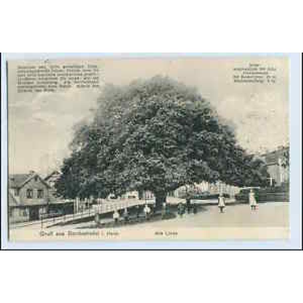 W0P18/ Bordesholm in Holst. Alte Linde Baum  AK 1913 #1 image