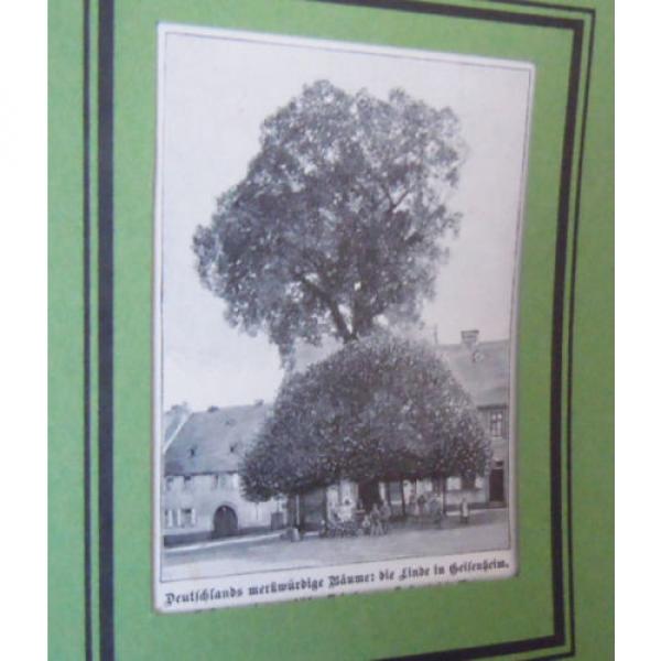 Die Linde in Geisenheim - Deutsche Bäume  -Grafik Alte Stiche um 1900    G 97 #1 image