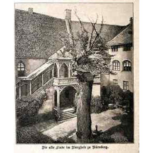 ALTE LINDE Burghof Nürnberg Baum Linden 1894 HST+Text #1 image