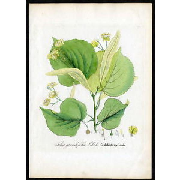 1860 DIETRICH - FORSTPFLANZEN Großblättrige Linde – Tilia grandifolia #125 #1 image