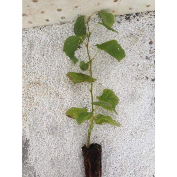 Tilia platyphyllos (Sommer-Linde) - Pflanze #1 image