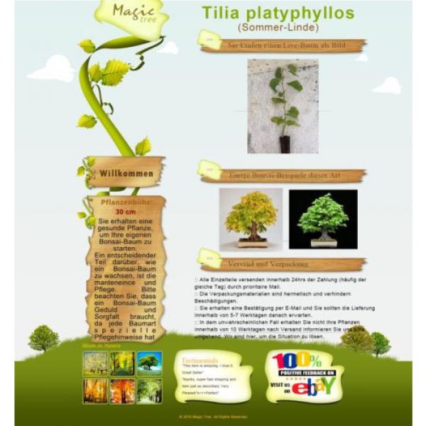 Tilia platyphyllos (Sommer-Linde) - Pflanze #2 image