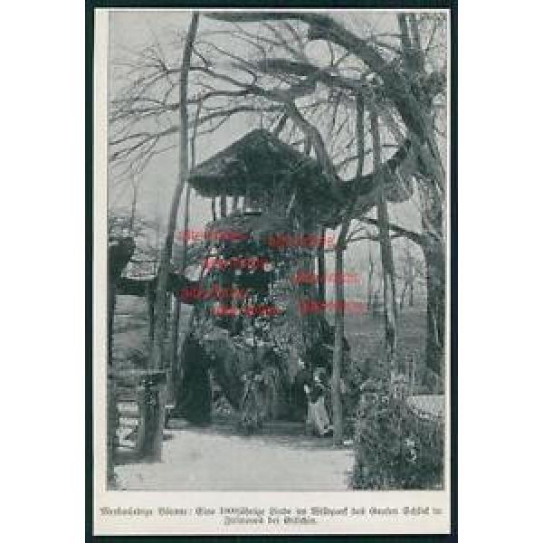 Ausschnitt von 1906 -  Linde im Wildpark des Grafen Schlick in Ji?ín?ves #1 image