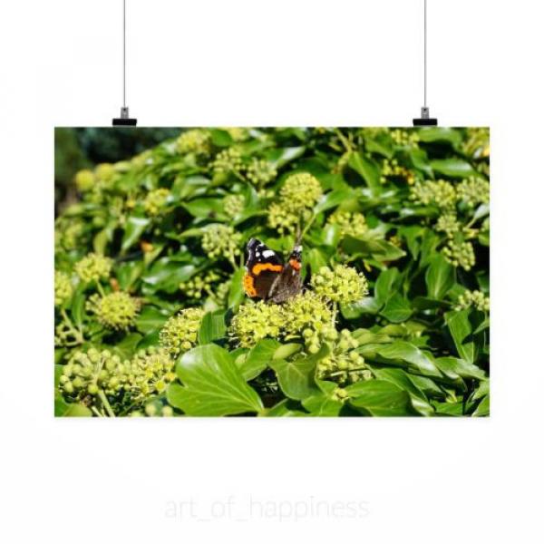 Stunning Poster Wall Art Decor Butterfly Plant Insect Linde 36x24 Inches #2 image