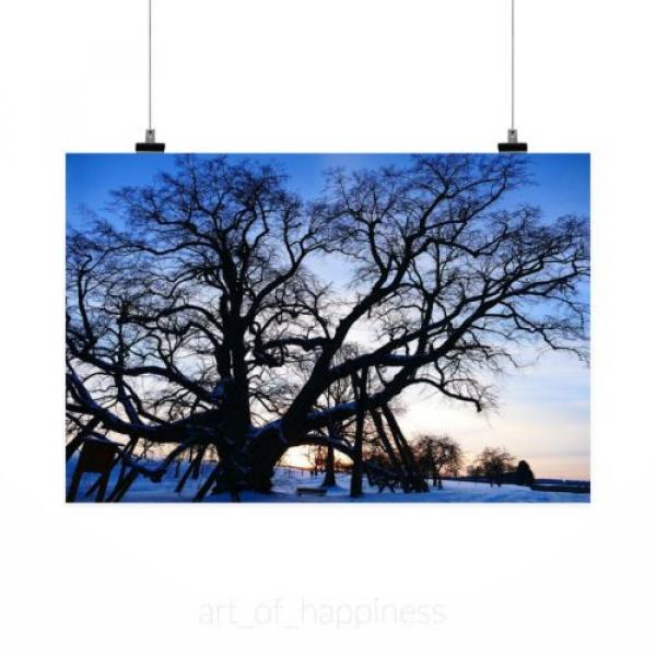 Stunning Poster Wall Art Decor Tree Linde Old Natural Monument 36x24 Inches #2 image