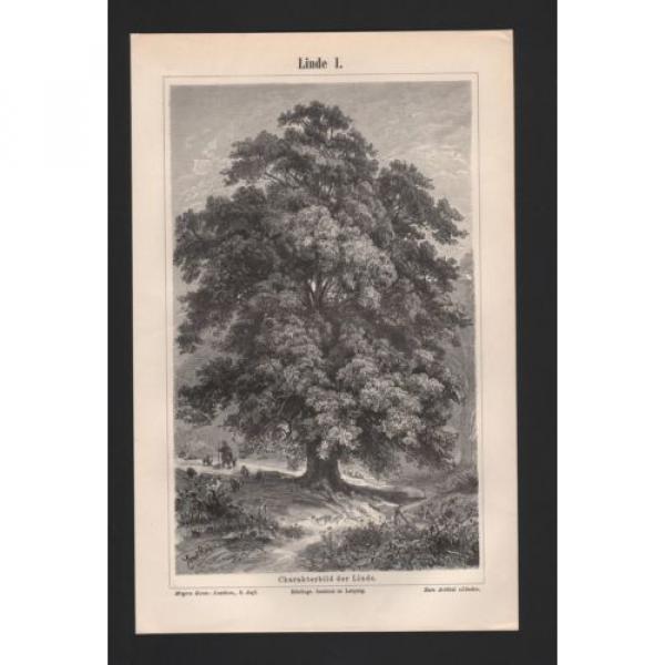 Lithografie 1897: Linde I/II. Winterlinde Baum Holz Wald Pflanze Blüte Lichtung #1 image