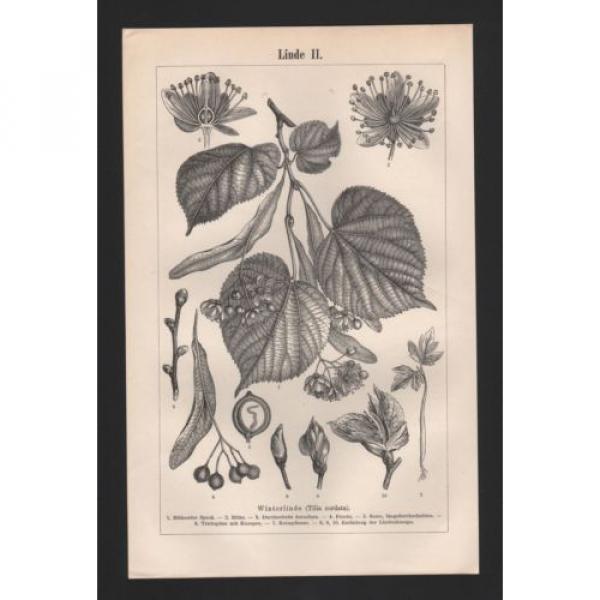 Lithografie 1897: Linde I/II. Winterlinde Baum Holz Wald Pflanze Blüte Lichtung #2 image