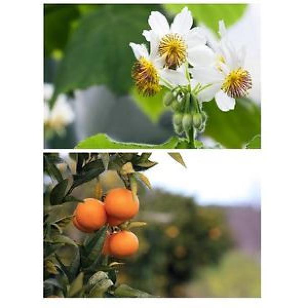 * Zwei super Zimmerpflanzen im Sparset, der Mandarinenbaum und die Zimmerlinde #1 image