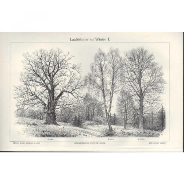 Lithografie 1905: Laub-Bäume. Birke. Eiche. Buche. Rüster. Ulme. Erle. Linde. #1 image