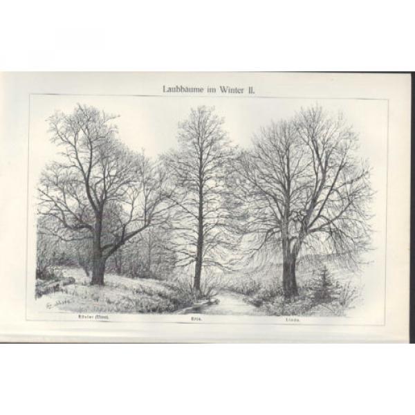 Lithografie 1905: Laub-Bäume. Birke. Eiche. Buche. Rüster. Ulme. Erle. Linde. #2 image
